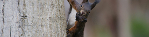 Bannerbild